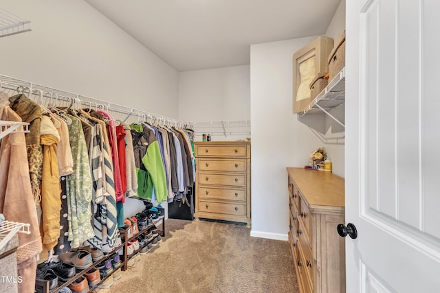 spacious closet featuring carpet flooring