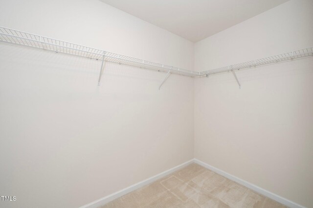 spacious closet featuring carpet flooring