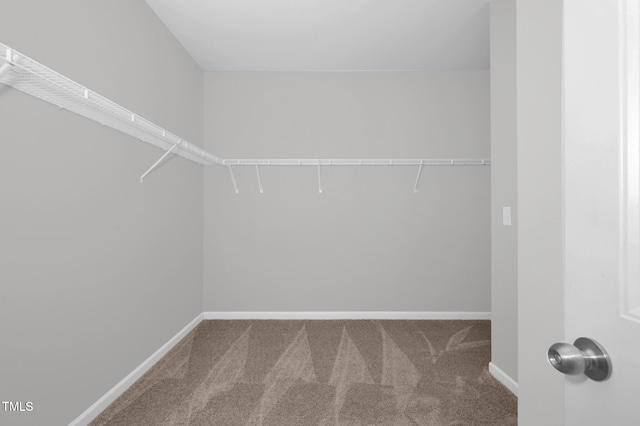 walk in closet with carpet floors