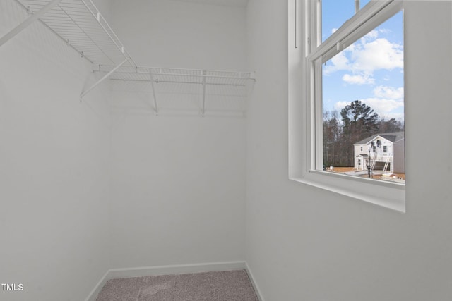 walk in closet featuring carpet floors