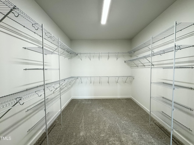 walk in closet featuring carpet