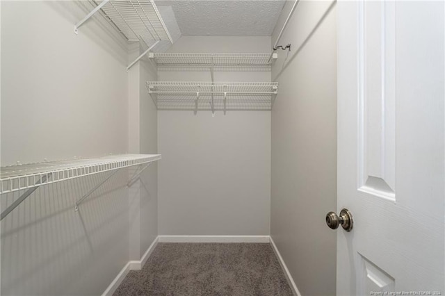 spacious closet featuring carpet floors