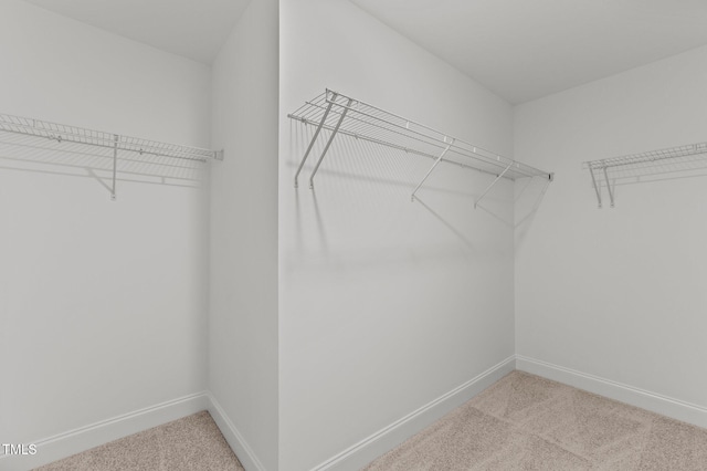 spacious closet featuring carpet