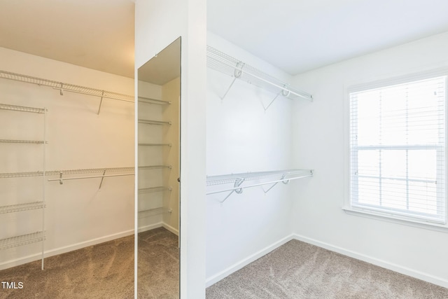 walk in closet with carpet floors