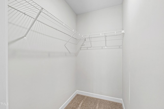 walk in closet featuring carpet flooring