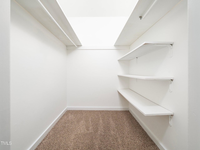 spacious closet featuring carpet