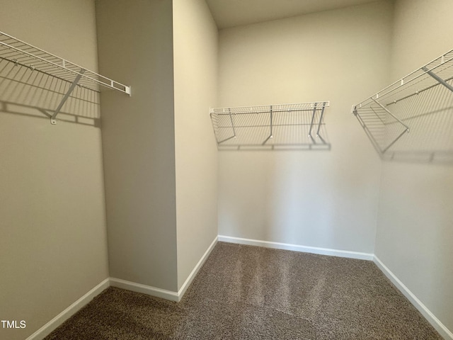 spacious closet featuring carpet