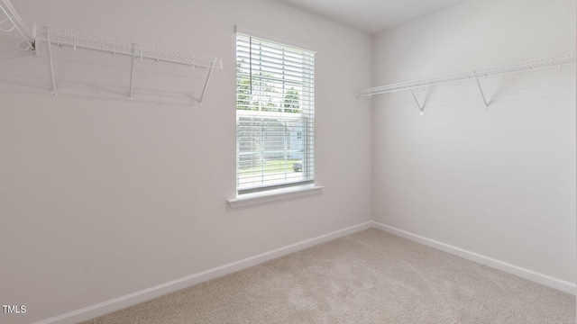 spacious closet featuring carpet flooring