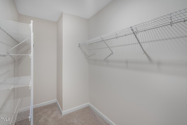 walk in closet featuring carpet flooring