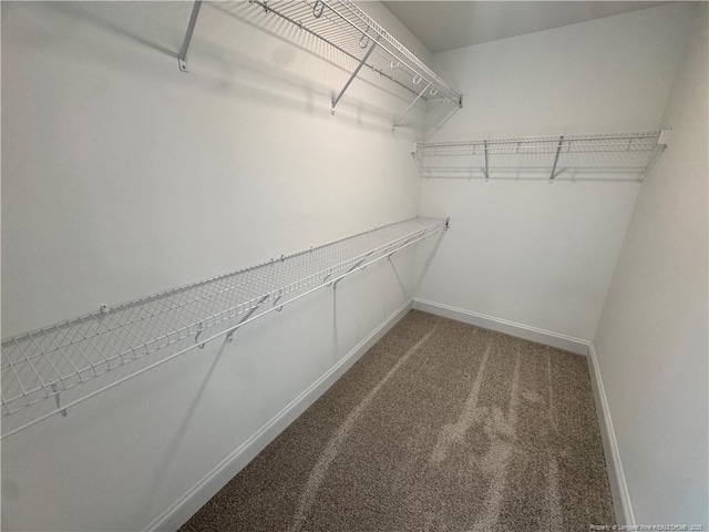 spacious closet featuring carpet