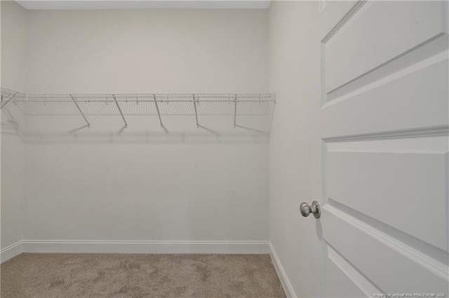 spacious closet featuring carpet flooring