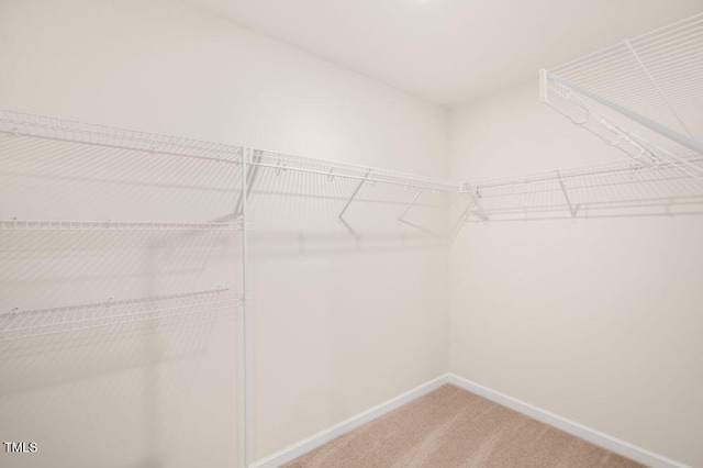 spacious closet featuring carpet flooring