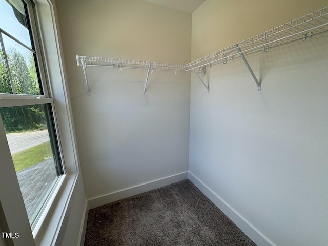 262 Grand Griffon Way, Lillington, NC 27546 - walk in closet featuring carpet floors