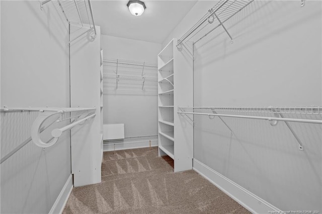 walk in closet with carpet floors