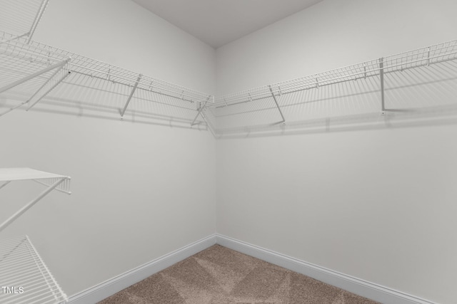 walk in closet with carpet floors