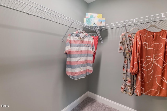 spacious closet featuring carpet