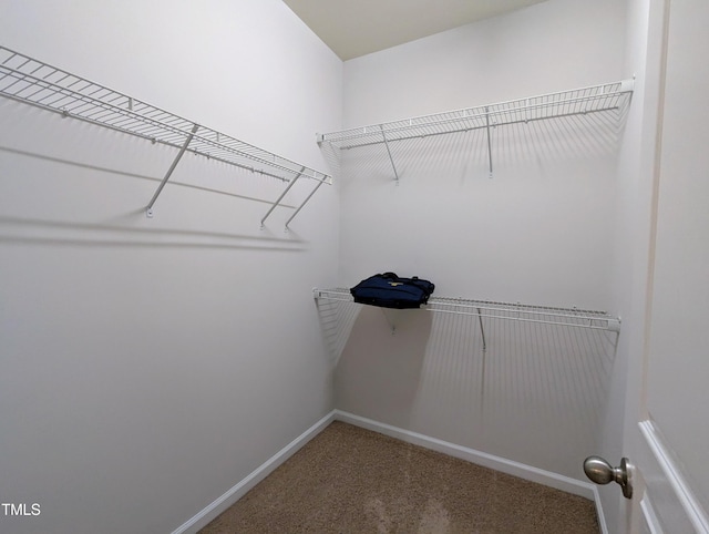 spacious closet featuring carpet floors