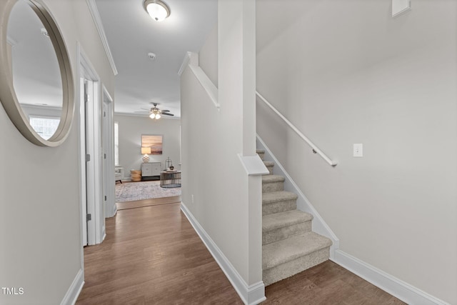 staircase with hardwood / wood-style flooring, ceiling fan, and crown molding