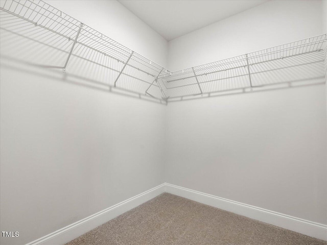 walk in closet with carpet floors