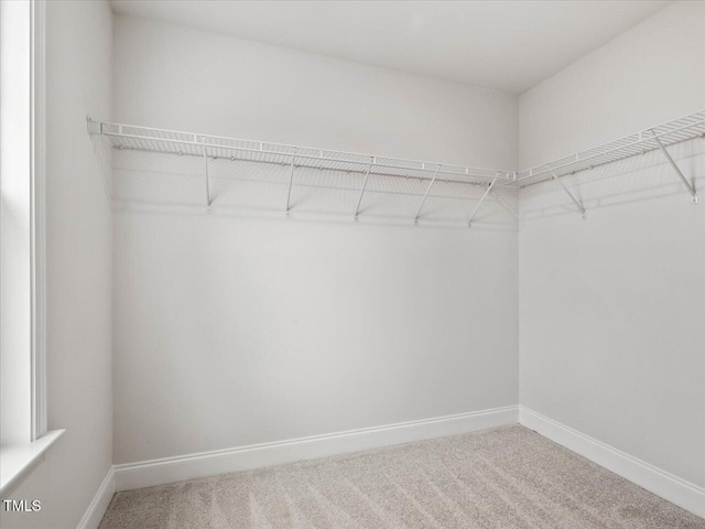 spacious closet featuring carpet