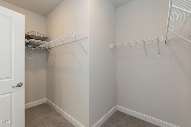 walk in closet featuring carpet floors