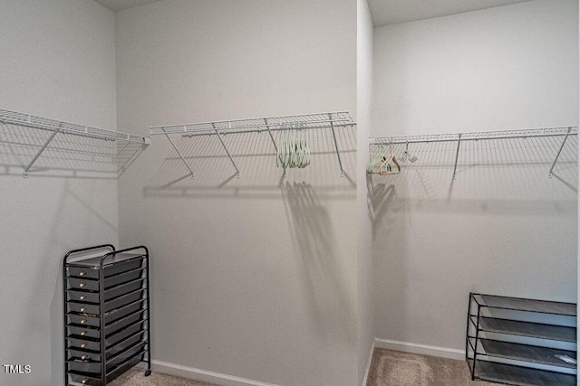 spacious closet featuring carpet flooring