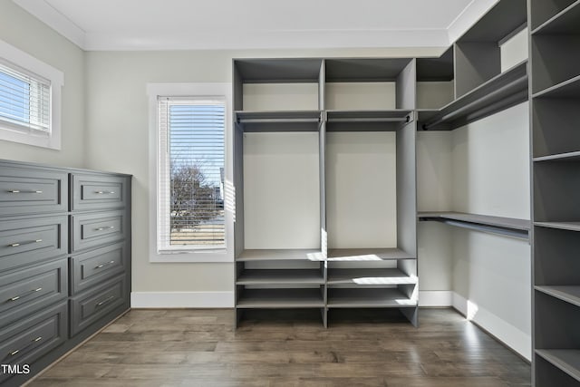 spacious closet featuring dark hardwood / wood-style floors