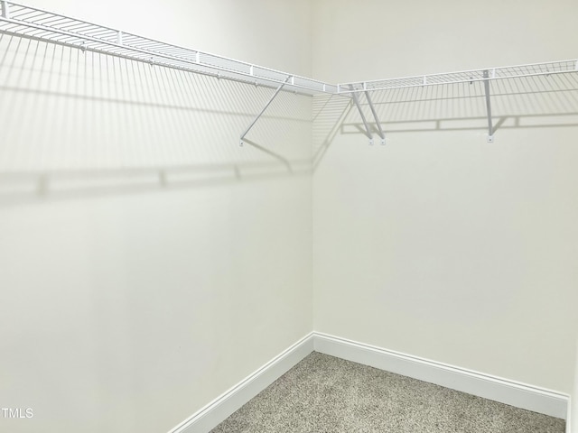 spacious closet featuring carpet