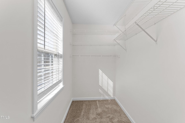 walk in closet featuring carpet floors