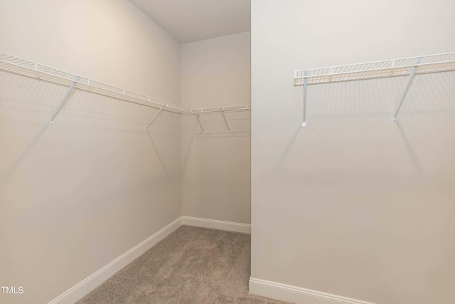 walk in closet featuring carpet flooring