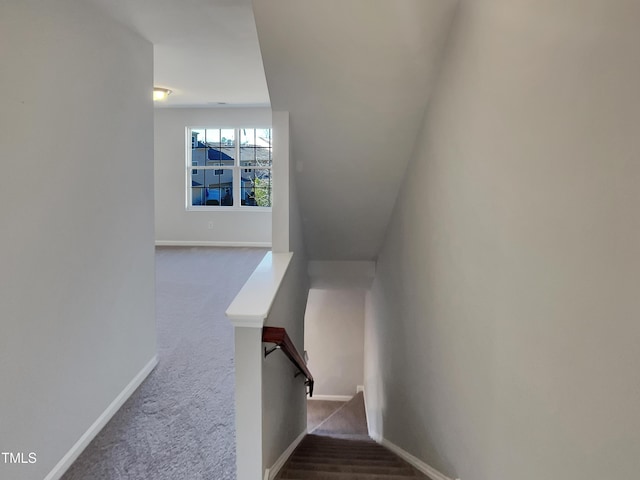 staircase featuring carpet floors