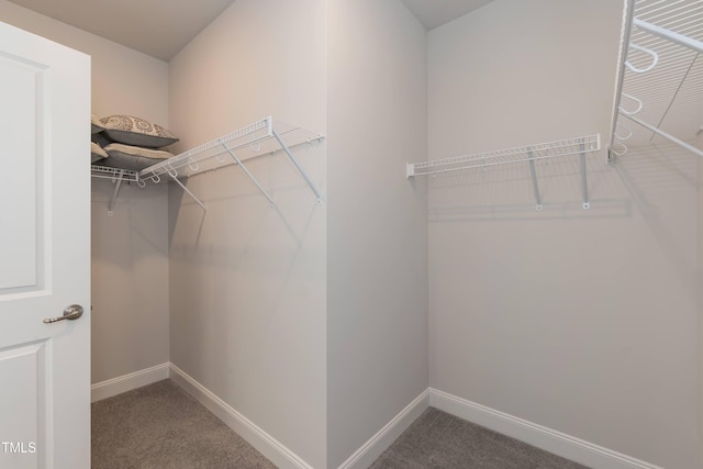 spacious closet featuring carpet floors