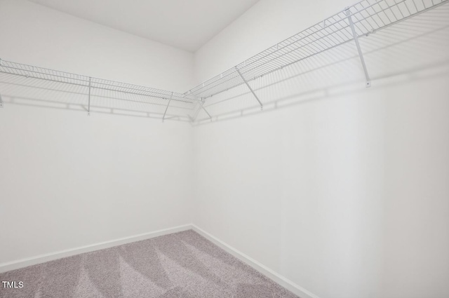 spacious closet featuring carpet floors