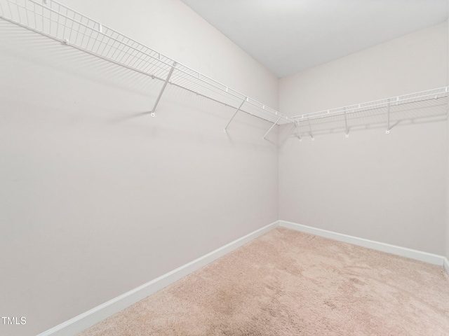 walk in closet with carpet flooring