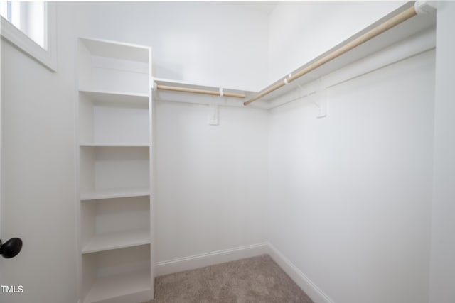 walk in closet with carpet floors