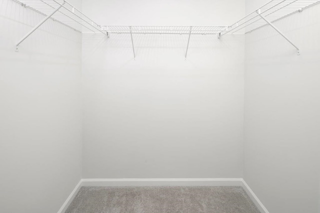 spacious closet featuring carpet floors