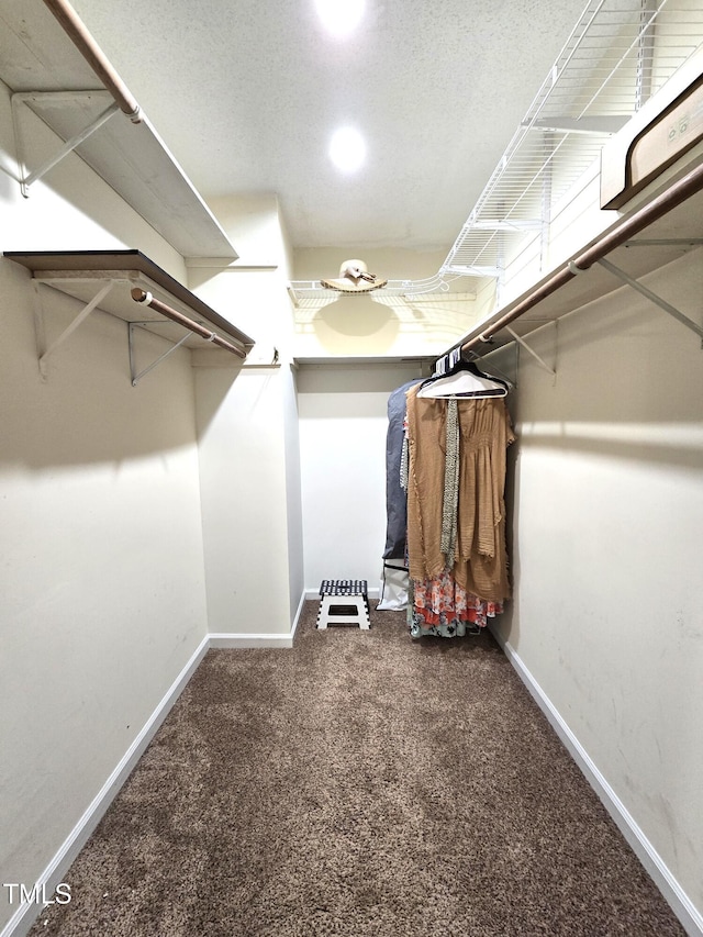 spacious closet featuring carpet floors