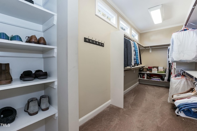 spacious closet featuring carpet