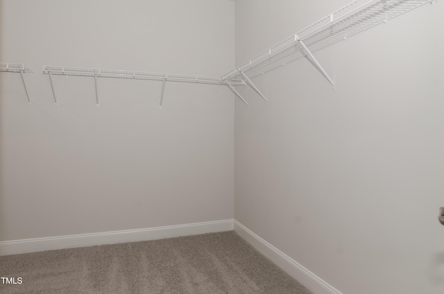 walk in closet featuring carpet floors