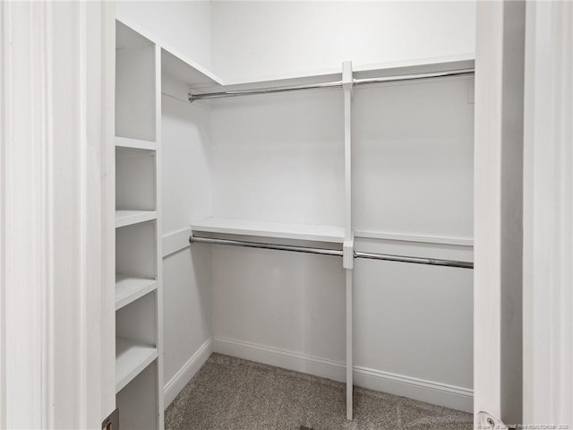 walk in closet featuring carpet floors