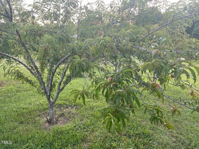 view of nature