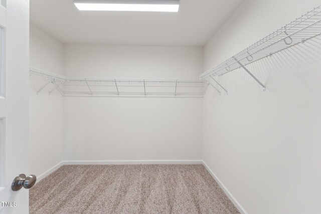 walk in closet featuring carpet floors