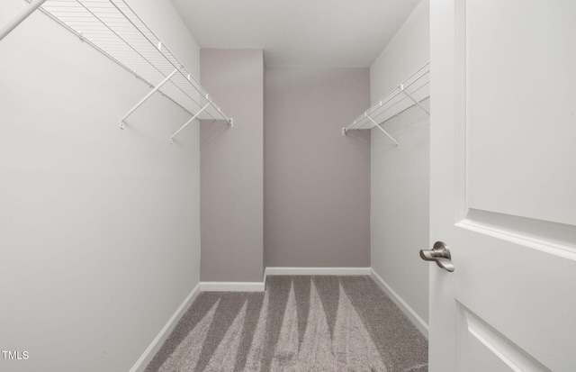 walk in closet featuring carpet floors