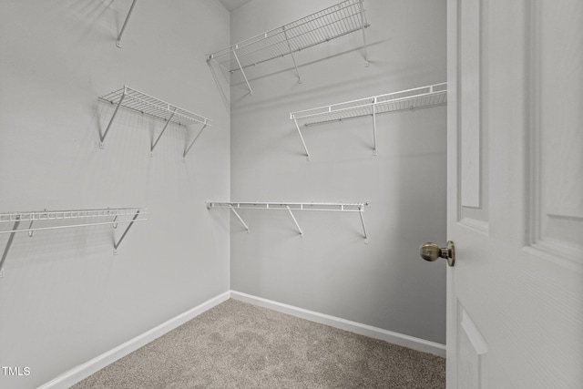 spacious closet with carpet flooring