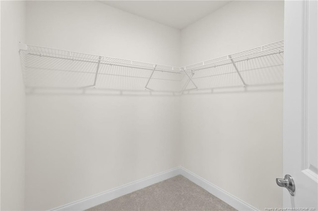 walk in closet with carpet flooring