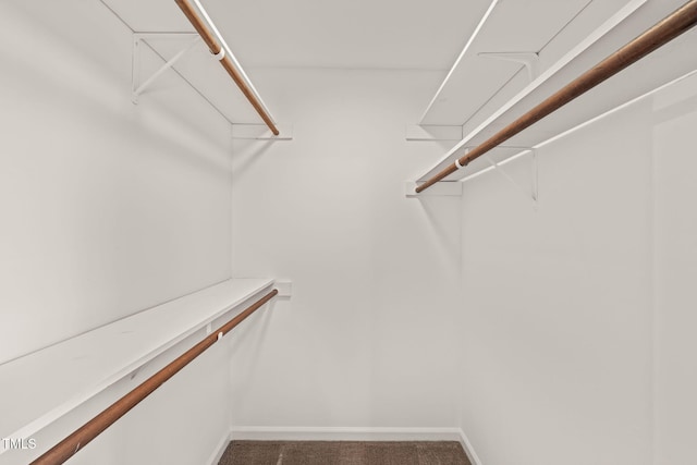 spacious closet featuring carpet