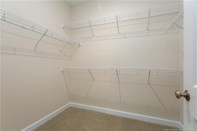 walk in closet with carpet floors