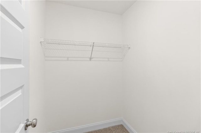 spacious closet featuring carpet flooring