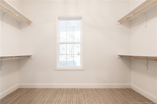 walk in closet featuring carpet floors