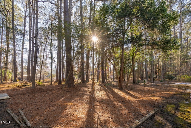 view of local wilderness